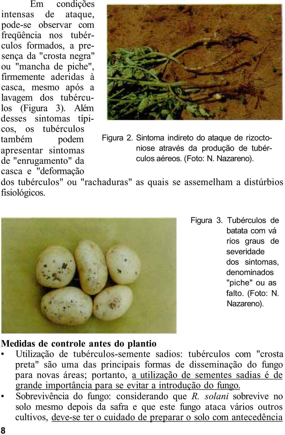 Sintoma indireto do ataque de rizoctoniose através da produção de tubérculos aéreos. (Foto: N. Nazareno). dos tubérculos" ou "rachaduras" as quais se assemelham a distúrbios fisiológicos. Figura 3.