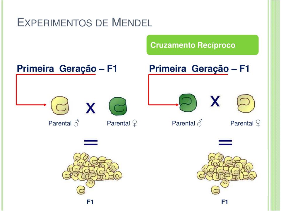 Geração F1 Primeira Geração F1