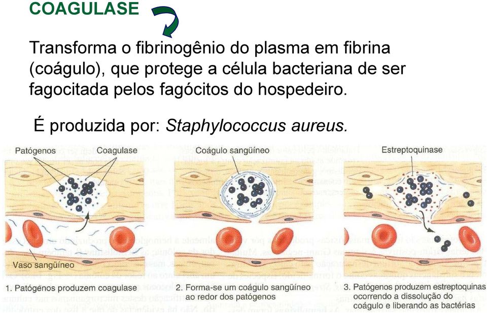 bacteriana de ser fagocitada pelos fagócitos