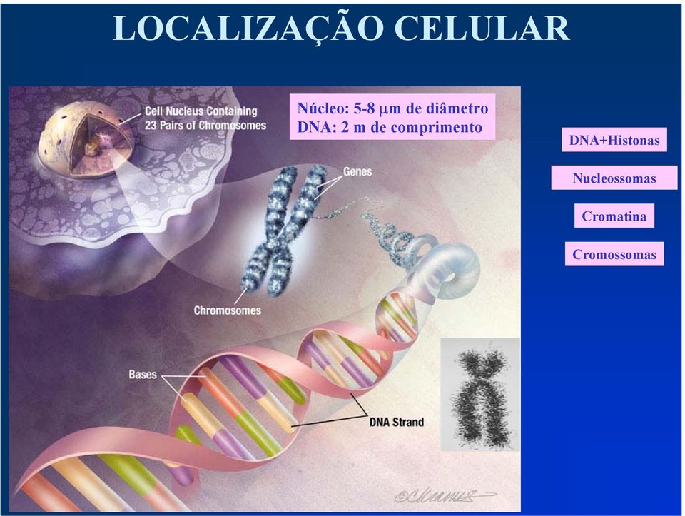 de comprimento DNA+Histonas