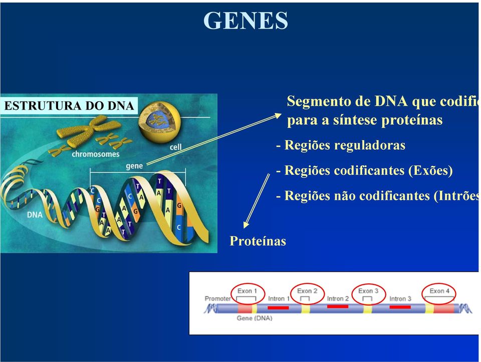 reguladoras - Regiões codificantes (Exões)