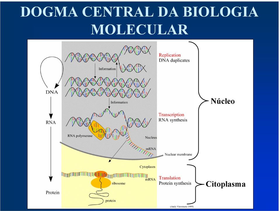 MOLECULAR