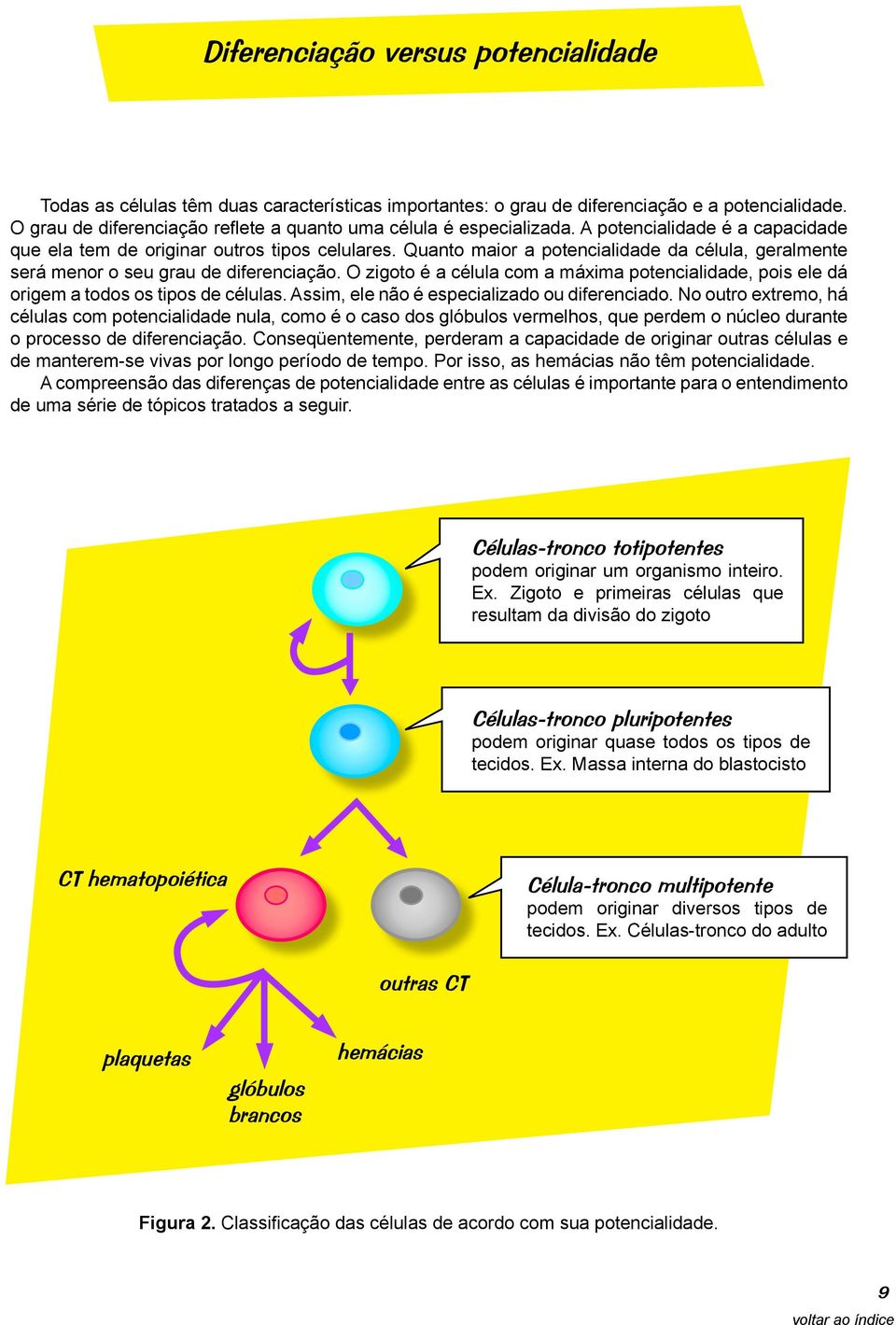 Quanto maior a potencialidade da célula, geralmente será menor o seu grau de diferenciação. O zigoto é a célula com a máxima potencialidade, pois ele dá origem a todos os tipos de células.