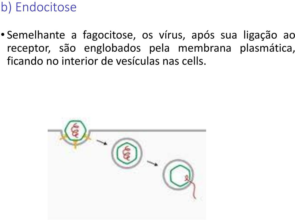 são englobados pela membrana plasmática,