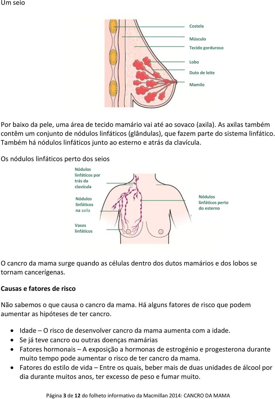 Os nódulos linfáticos perto dos seios Nódulos linfáticos por trás da clavícula Nódulos linfáticos na axila Nódulos linfáticos perto do esterno Vasos linfáticos O cancro da mama surge quando as