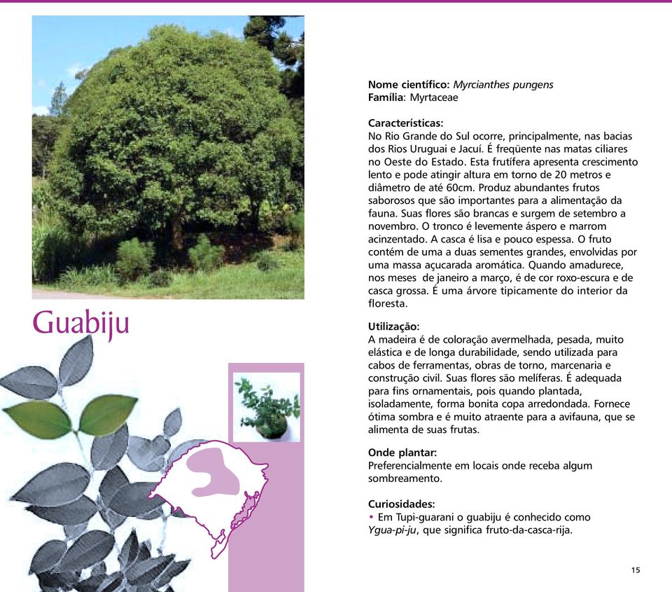 Produz abundantes frutos saborosos que são importantes para a alimentação da fauna. Suas flores são brancas e surgem de setembro a novembro. O tronco é levemente áspero e marrom acinzentado.