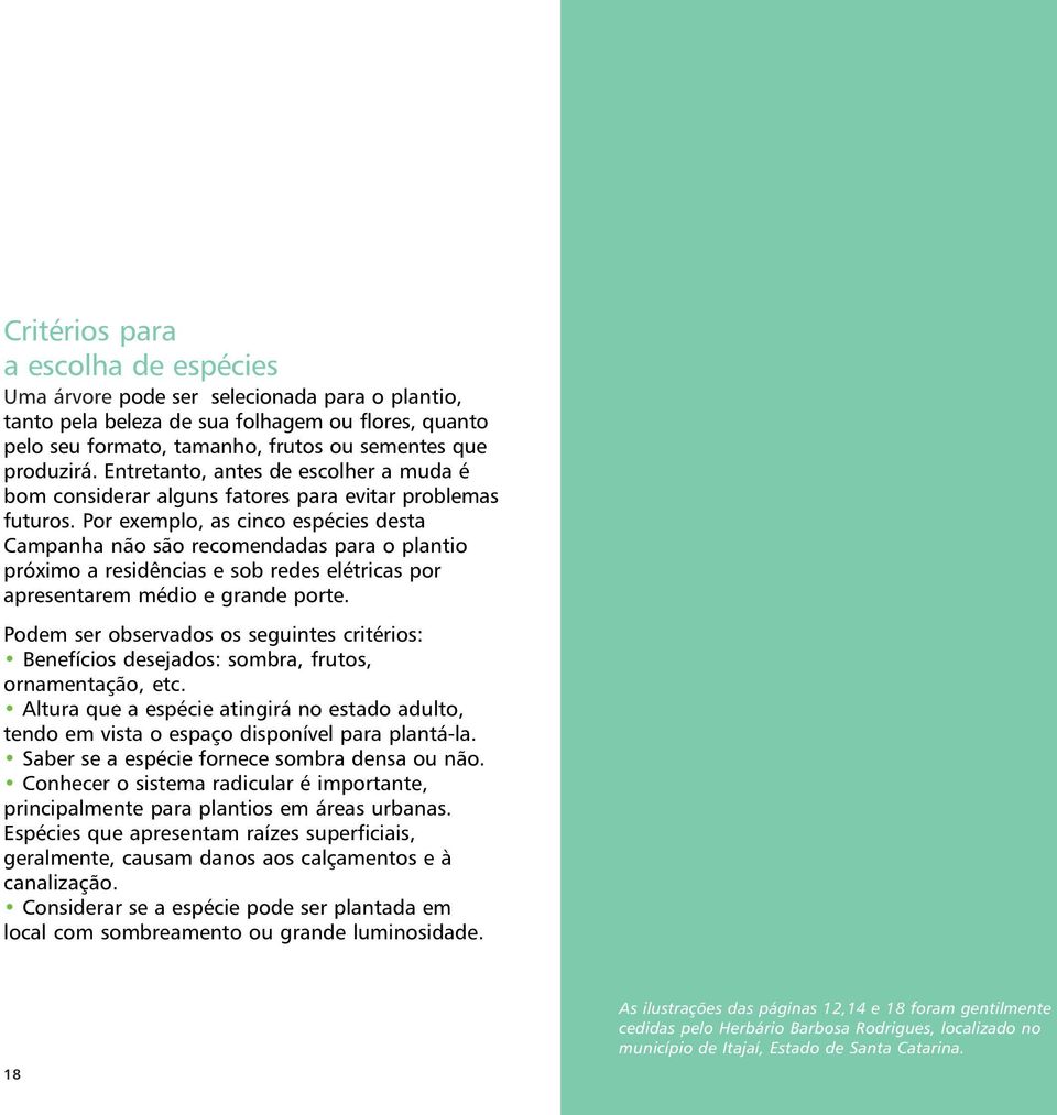 Por exemplo, as cinco espécies desta Campanha não são recomendadas para o plantio próximo a residências e sob redes elétricas por apresentarem médio e grande porte.