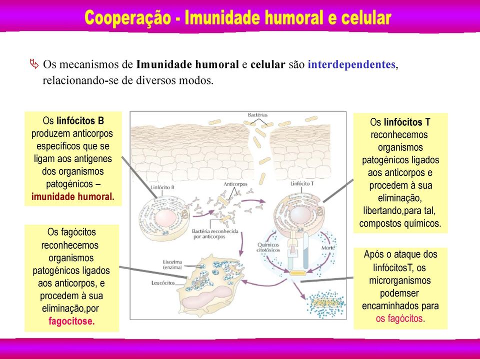 Os fagócitos reconhecemos organismos patogénicos ligados aos anticorpos, e procedem à sua eliminação,por fagocitose.