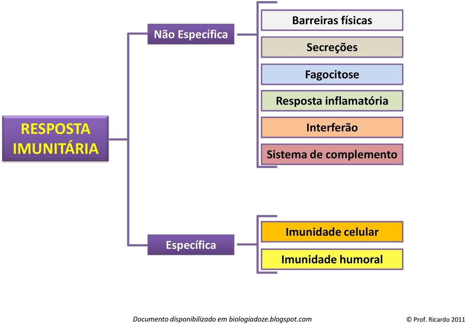 IMUNITÁRIA Interferão Sistema de