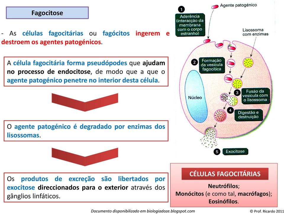 no interior desta célula. O agente patogénico é degradado por enzimas dos lisossomas.