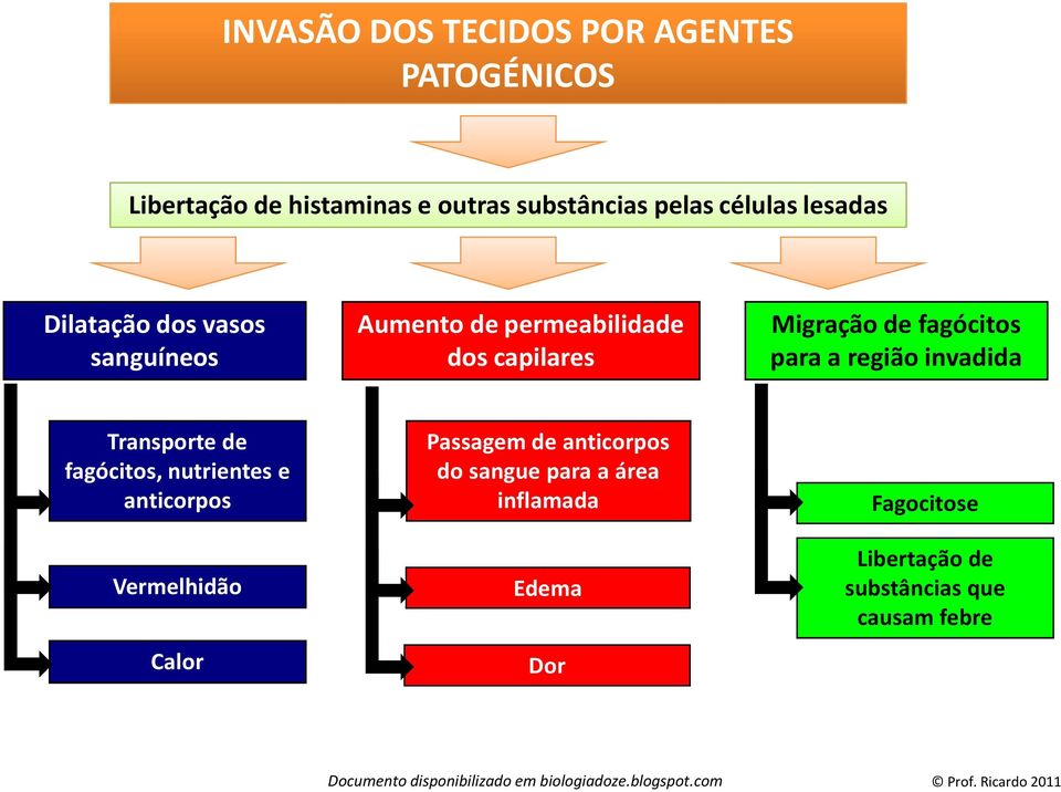 para a região invadida Transporte de fagócitos, nutrientes e anticorpos Vermelhidão Calor Passagem de