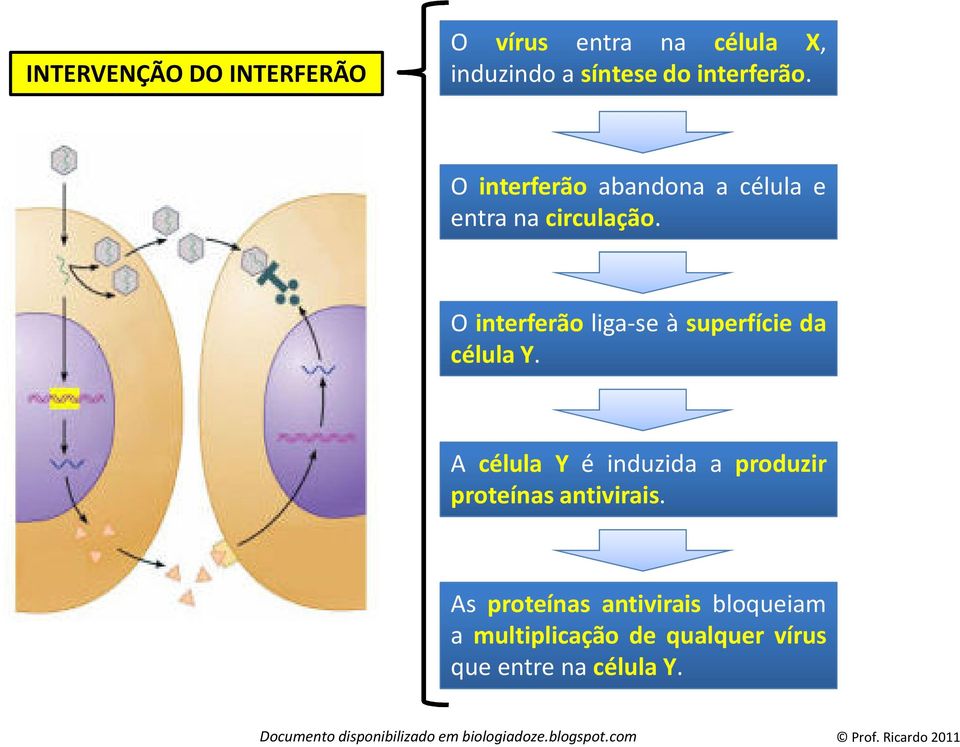 O interferão liga-se à superfície da célula Y.