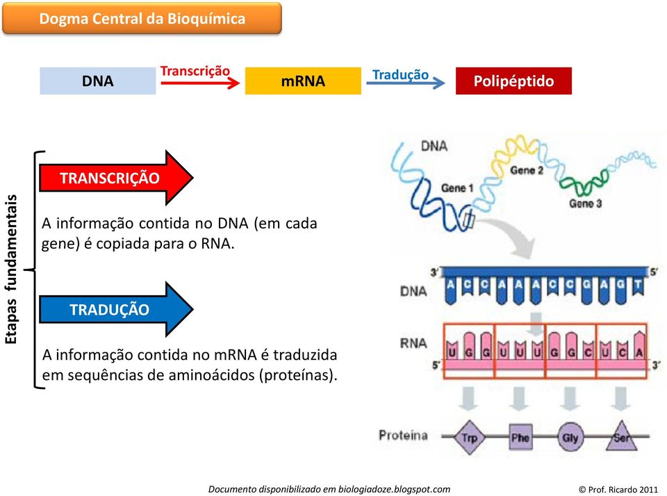 contida no DNA (em cada gene)écopiadaparaorna.