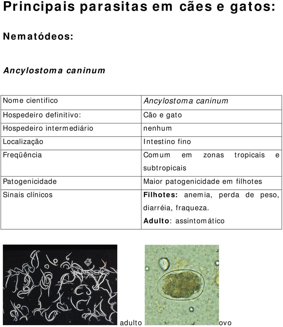 subtropicais Maior patogenicidade em filhotes Filhotes: anemia,