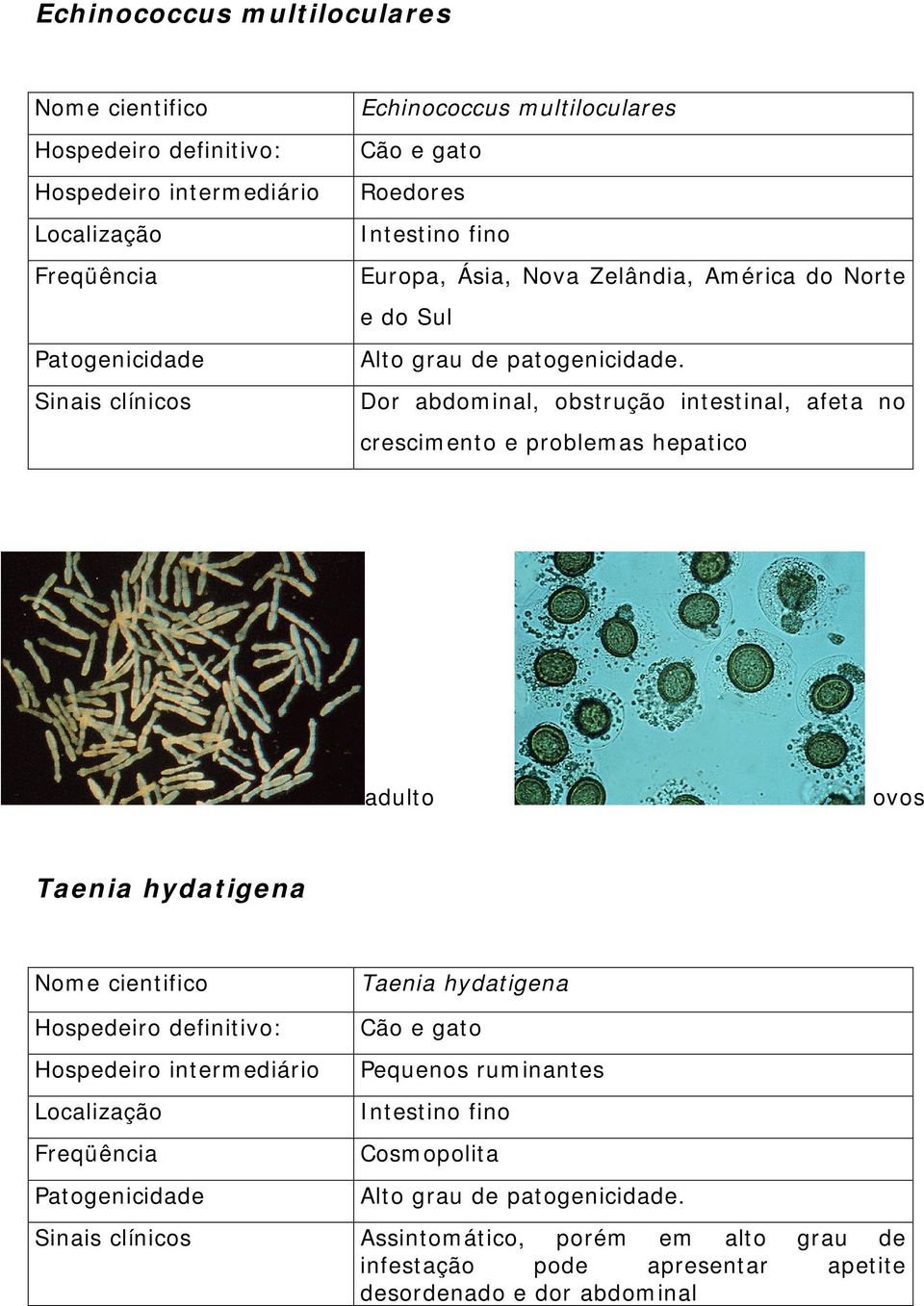 crescimento e problemas hepatico adulto ovos Taenia hydatigena Taenia hydatigena Pequenos