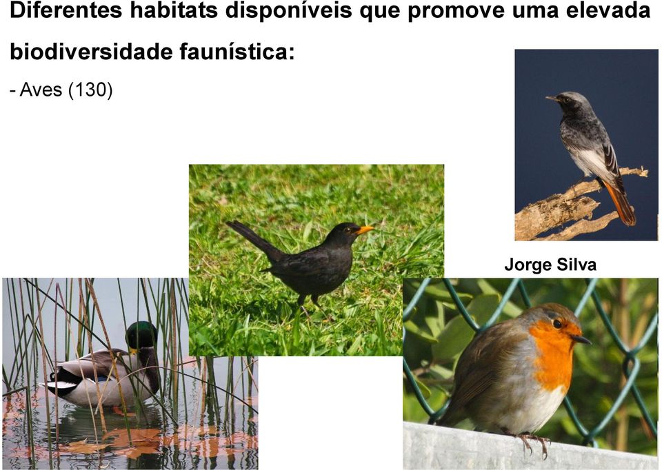 uma elevada biodiversidade