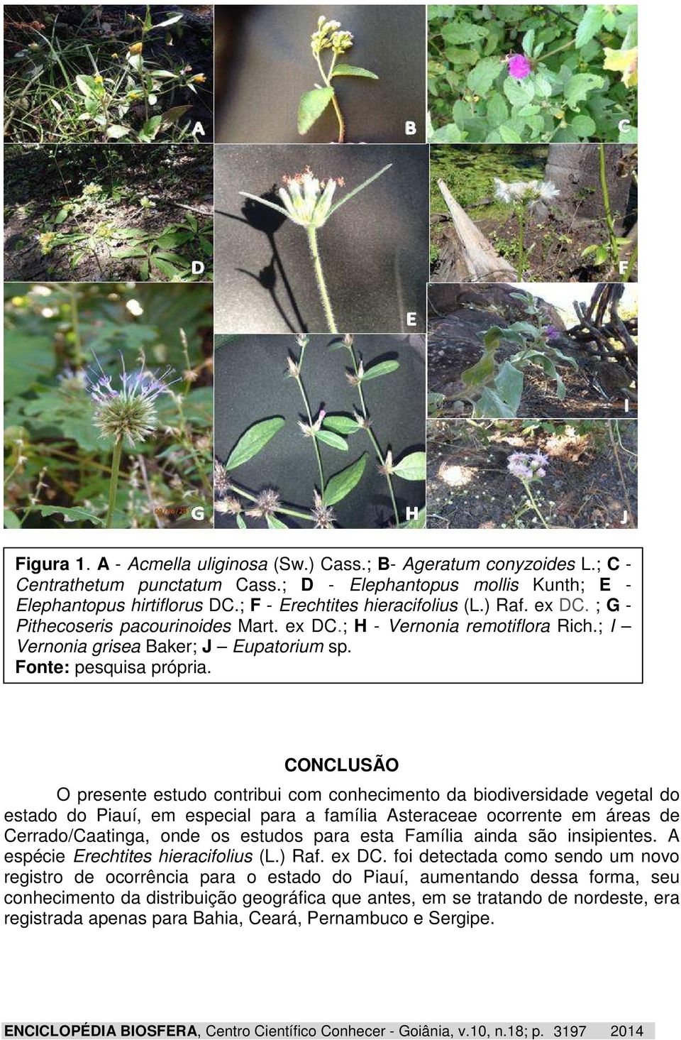 CONCLUSÃO O presente estudo contribui com conhecimento da biodiversidade vegetal do estado do Piauí, em especial para a família Asteraceae ocorrente em áreas de Cerrado/Caatinga, onde os estudos para