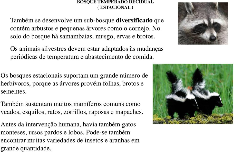 Os bosques estacionais suportam um grande número de herbívoros, porque as árvores provém folhas, brotos e sementes.