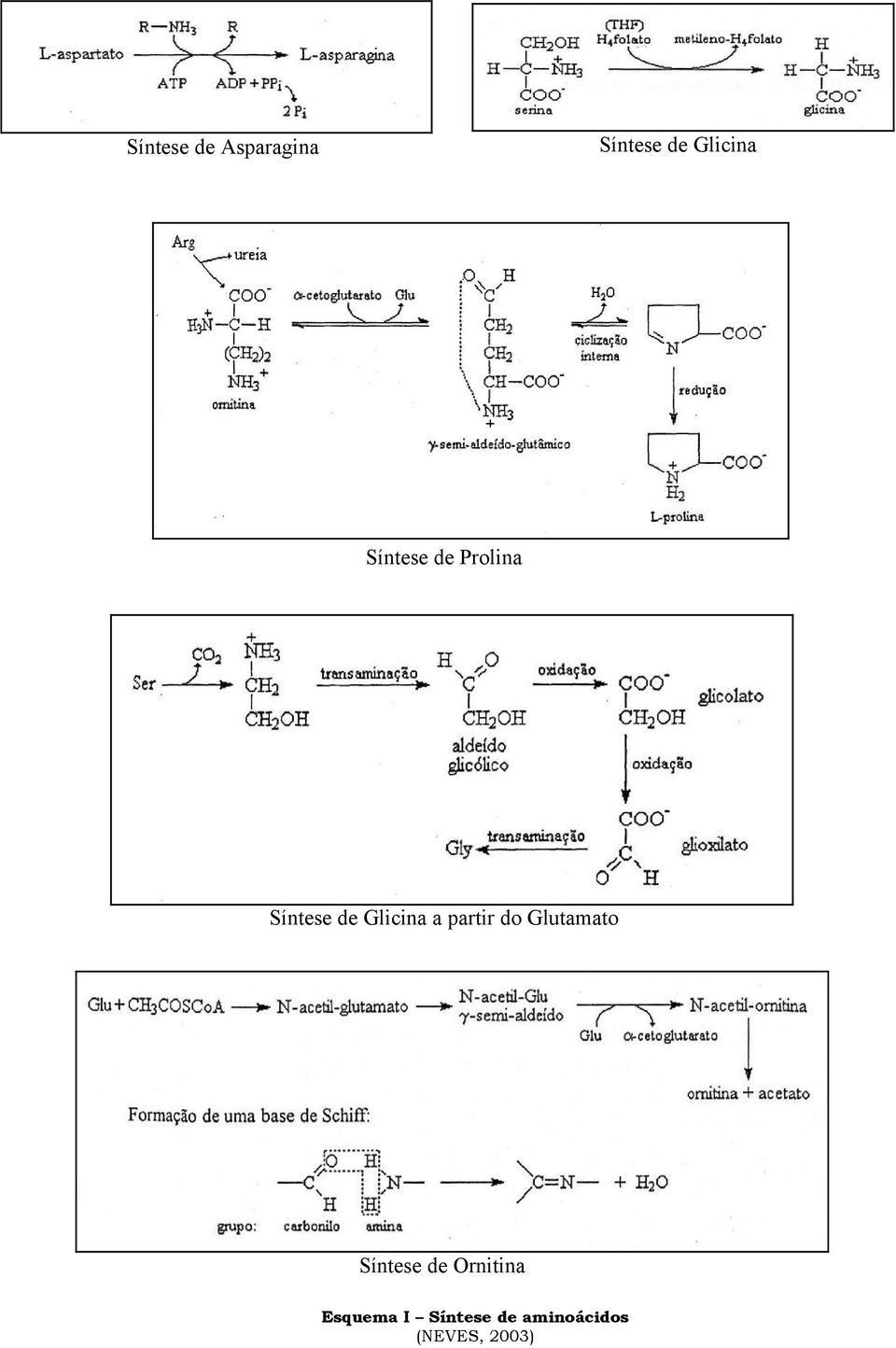 Glicina a partir do Glutamato Síntese