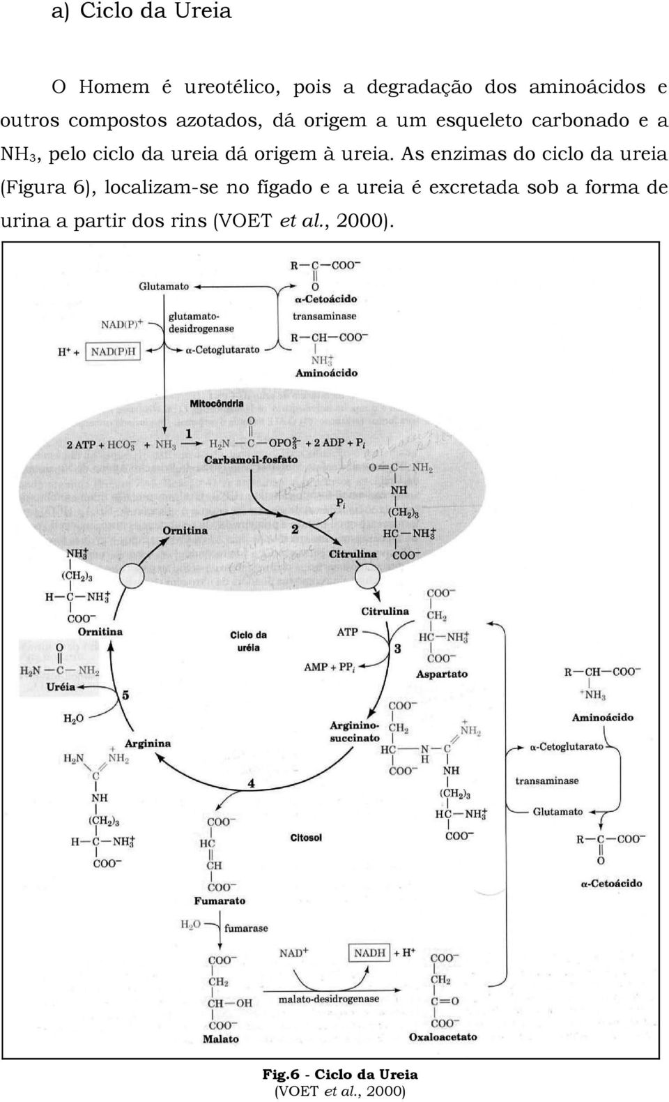 As enzimas do ciclo da ureia (Figura 6), localizam-se no fígado e a ureia é excretada sob a