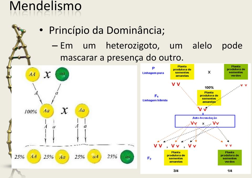 heterozigoto, um alelo