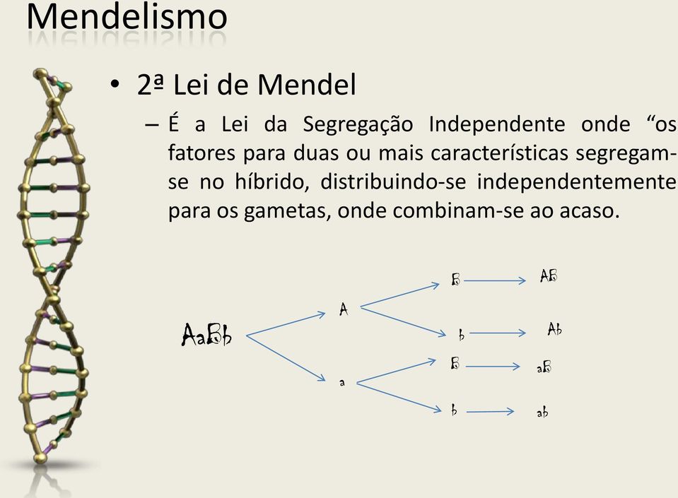 características segregamse no híbrido, distribuindo-se