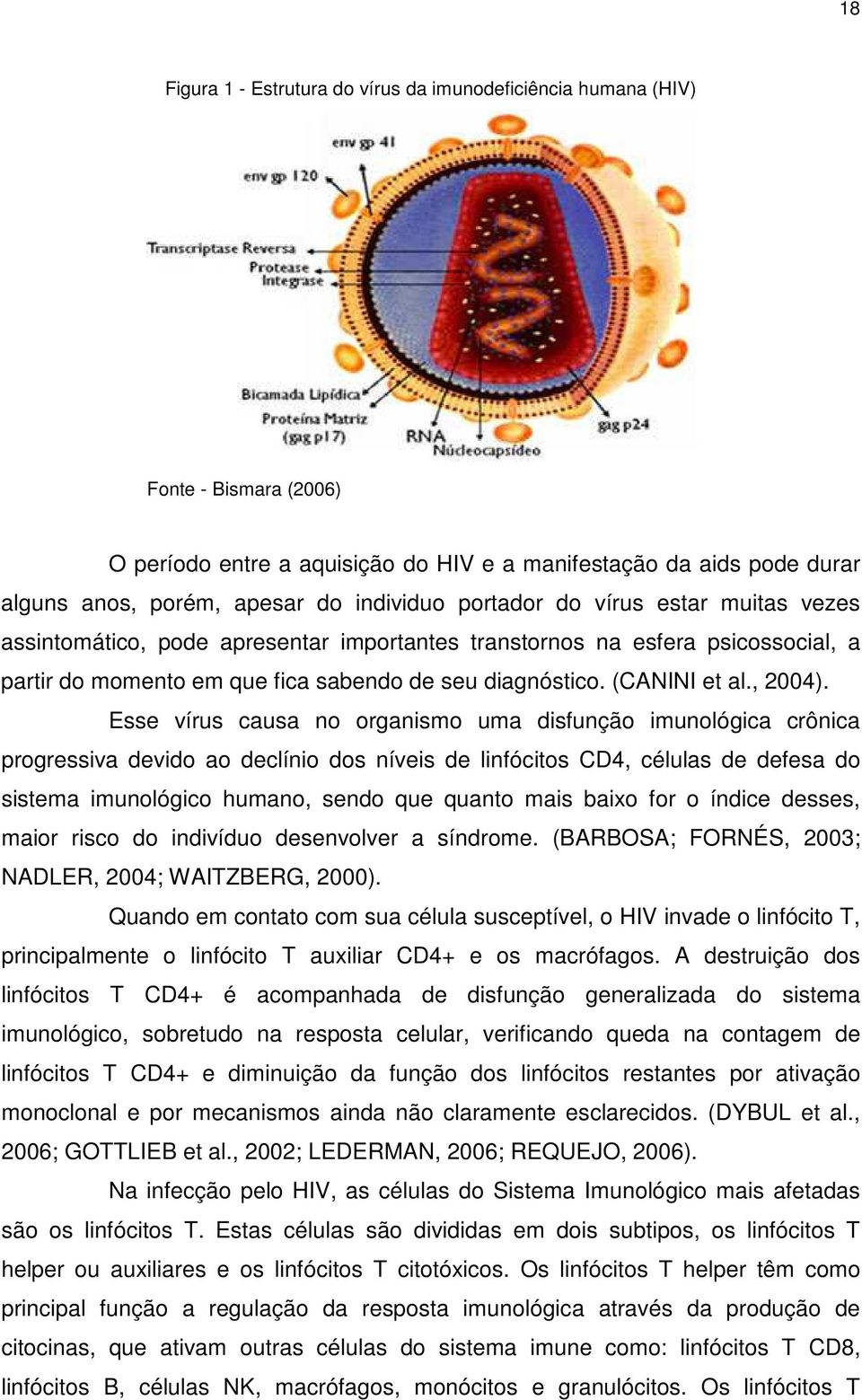 Esse vírus causa no organismo uma disfunção imunológica crônica progressiva devido ao declínio dos níveis de linfócitos CD4, células de defesa do sistema imunológico humano, sendo que quanto mais