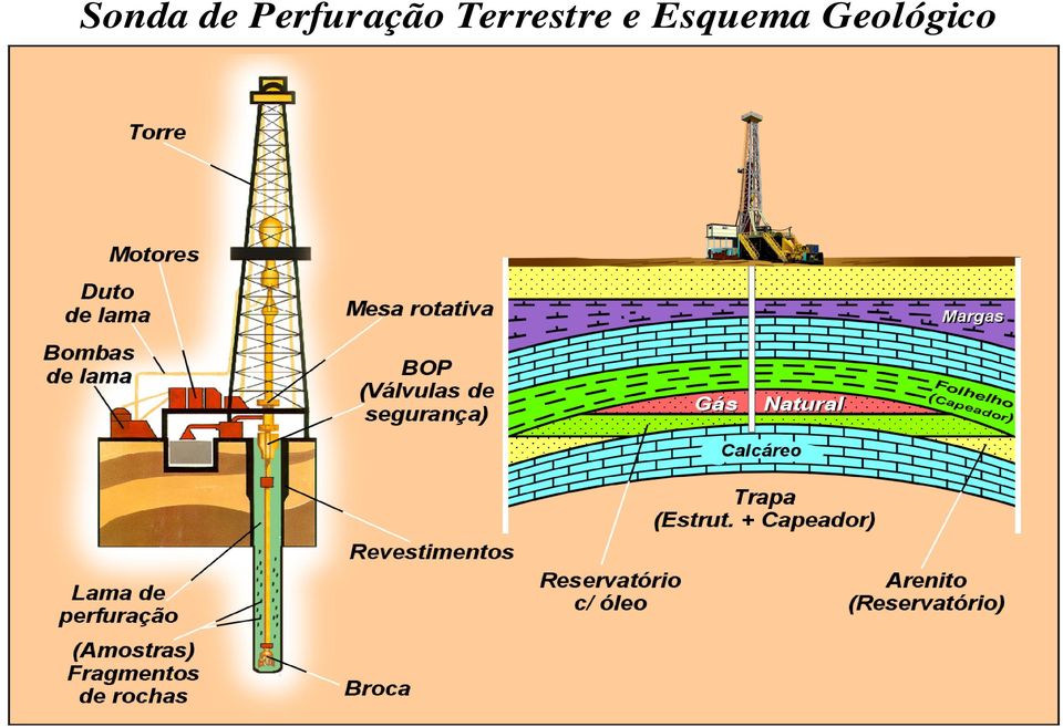 Terrestre e