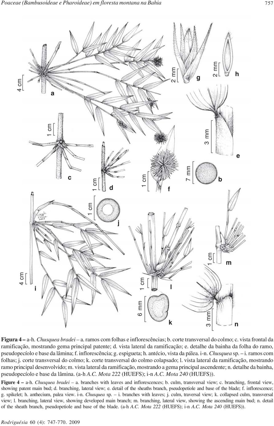 detalhe da bainha da folha do ramo, pseudopecíolo e base da lâmina; f. inflorescência; g. espigueta; h. antécio, vista da pálea. i-n. Chusquea sp. i. ramos com folhas; j.