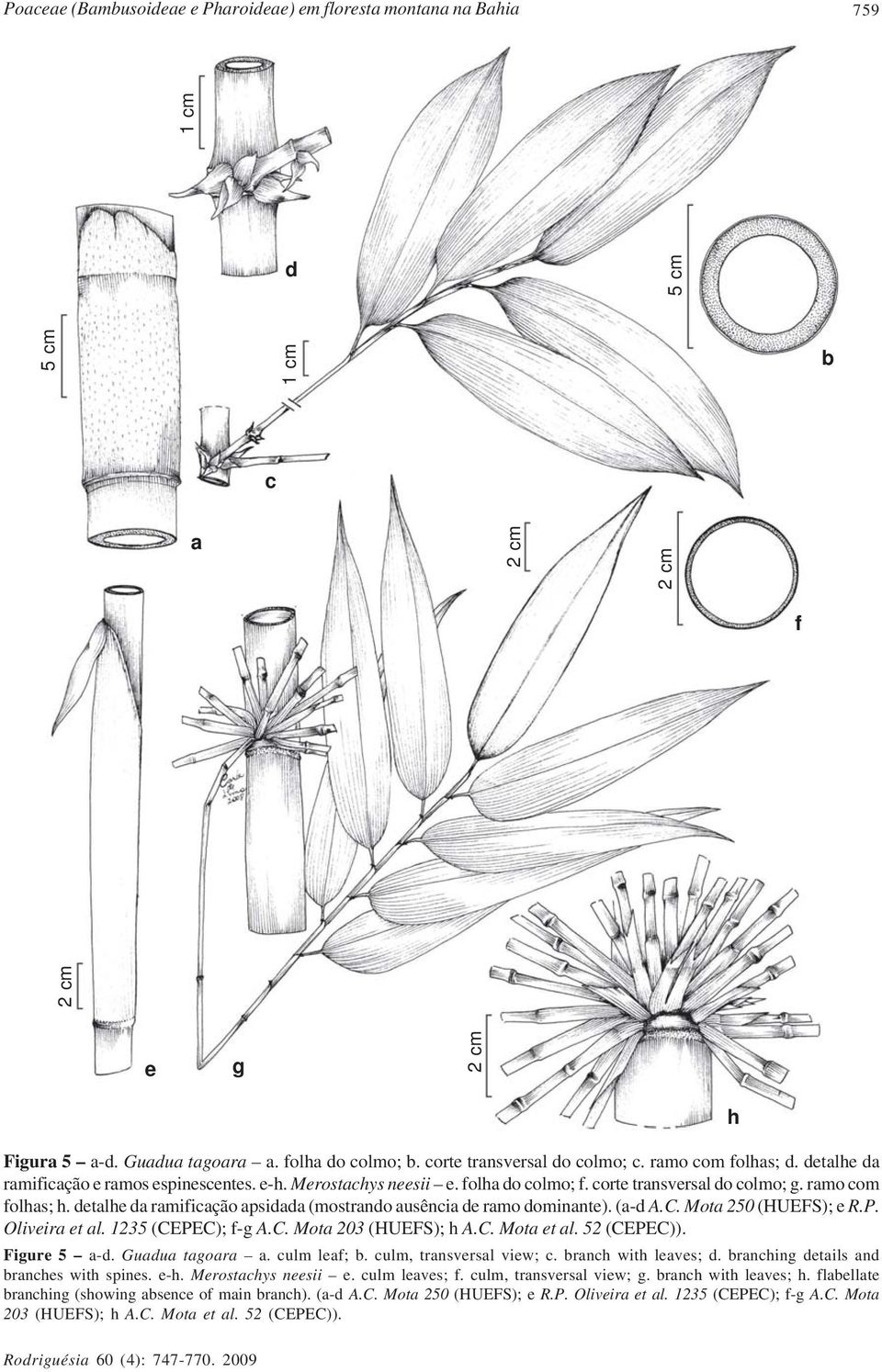 detalhe da ramificação apsidada (mostrando ausência de ramo dominante). (a-d A.C. Mota 250 (HUEFS); e R.P. Oliveira et al. 1235 (CEPEC); f-g A.C. Mota 203 (HUEFS); h A.C. Mota et al. 52 (CEPEC)).