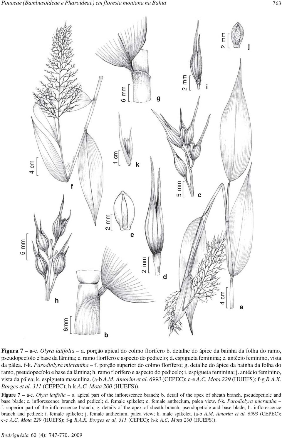 Parodiolyra micrantha f. porção superior do colmo florífero; g. detalhe do ápice da bainha da folha do ramo, pseudopecíolo e base da lâmina; h. ramo florífero e aspecto do pedicelo; i.