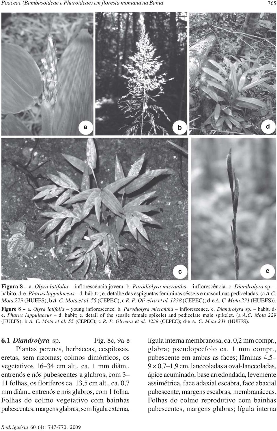 1238 (CEPEC); d-e A. C. Mota 231 (HUEFS)). Figure 8 a. Olyra latifolia young inflorescence. b. Parodiolyra micrantha inflorescence. c. Diandrolyra sp. habit. d- e. Pharus lappulaceus d. habit; e.