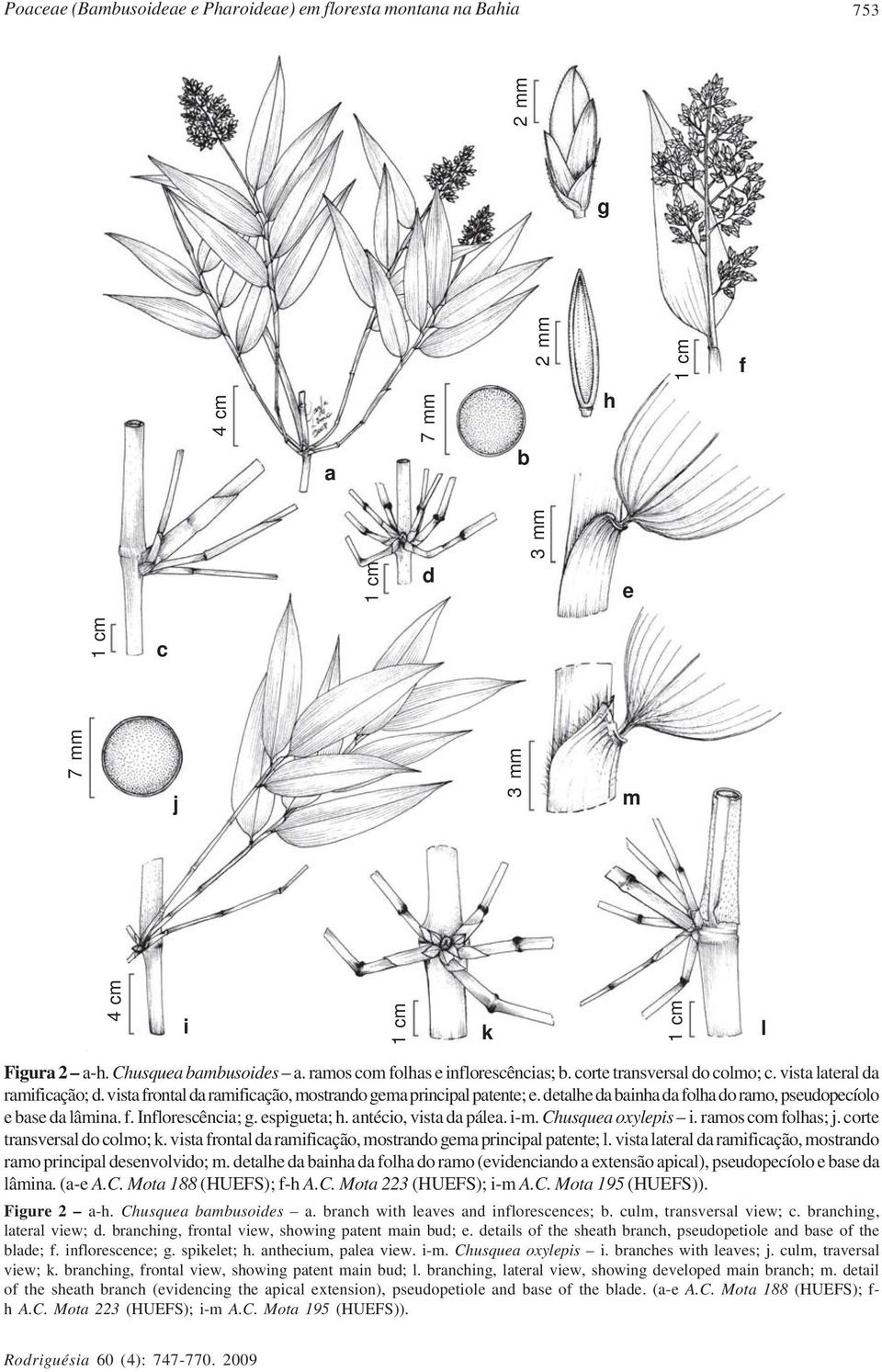 detalhe da bainha da folha do ramo, pseudopecíolo e base da lâmina. f. Inflorescência; g. espigueta; h. antécio, vista da pálea. i-m. Chusquea oxylepis i. ramos com folhas; j.