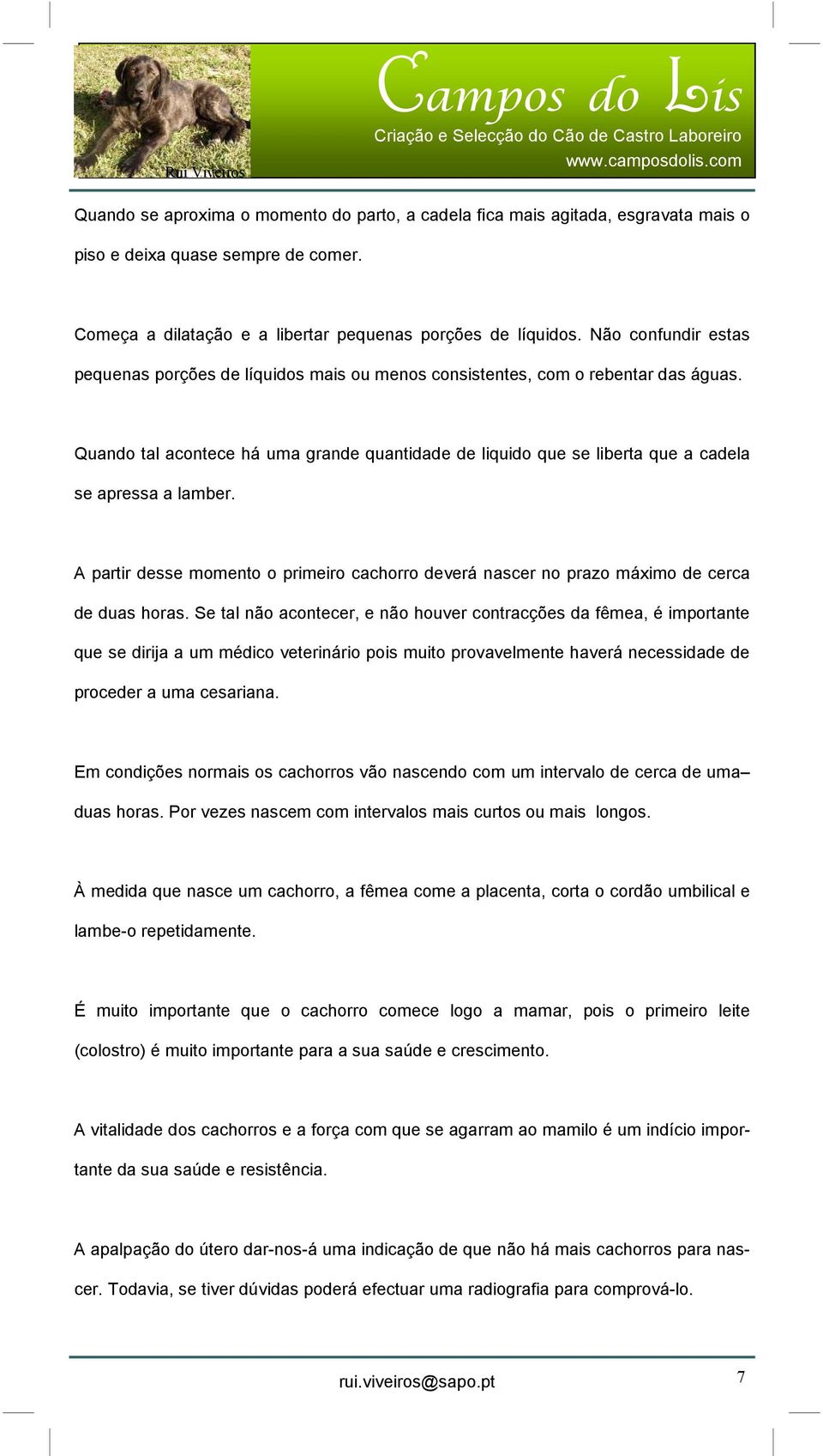 Quando tal acontece há uma grande quantidade de liquido que se liberta que a cadela se apressa a lamber.