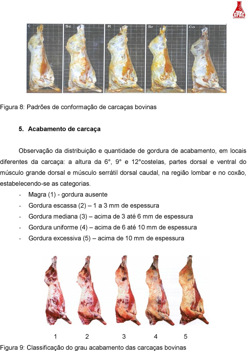 dorsal e ventral do músculo grande dorsal e músculo serrátil dorsal caudal, na região lombar e no coxão, estabelecendo-se as categorias.