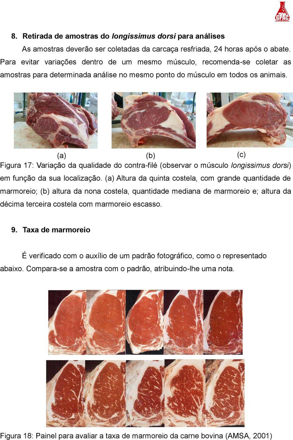 (a) (b) (c) Figura 17: Variação da qualidade do contra-filé (observar o músculo longissimus dorsi) em função da sua localização.