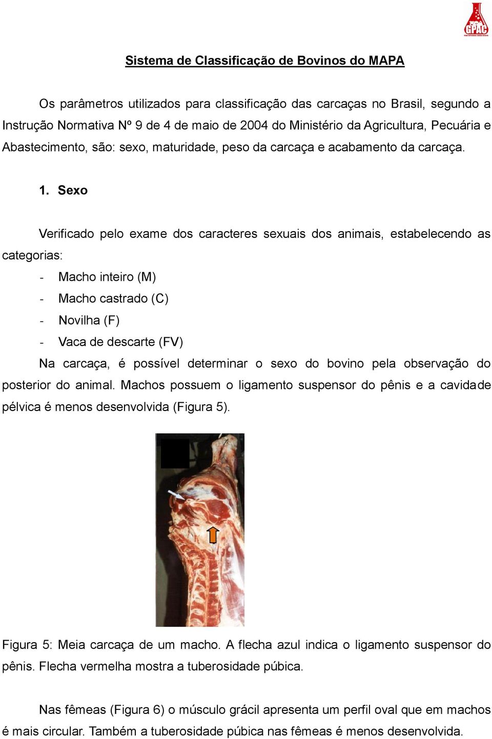 Sexo Verificado pelo exame dos caracteres sexuais dos animais, estabelecendo as categorias: - Macho inteiro (M) - Macho castrado (C) - Novilha (F) - Vaca de descarte (FV) Na carcaça, é possível