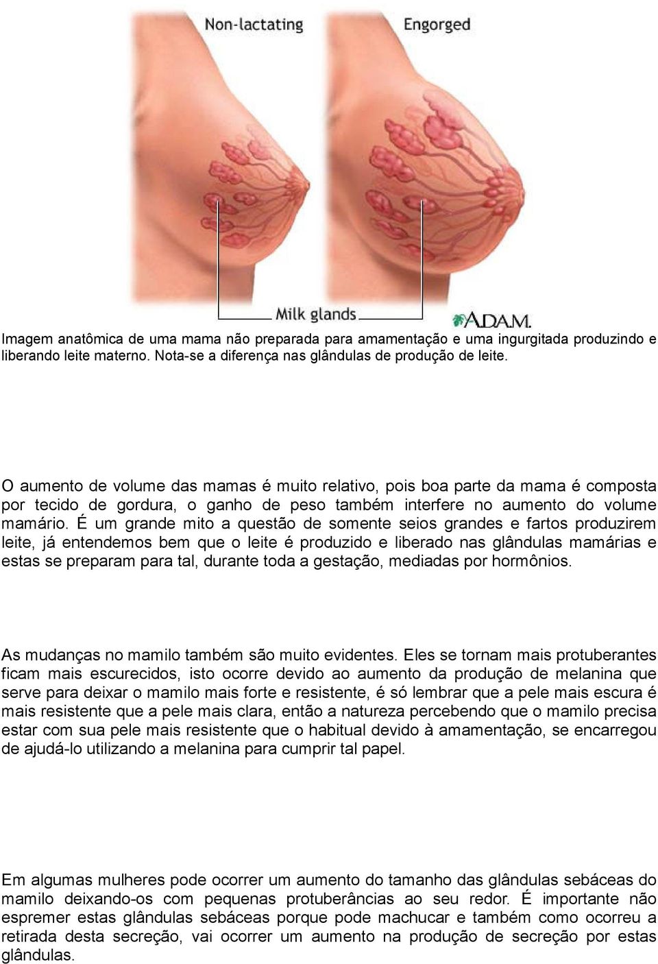 É um grande mito a questão de somente seios grandes e fartos produzirem leite, já entendemos bem que o leite é produzido e liberado nas glândulas mamárias e estas se preparam para tal, durante toda a