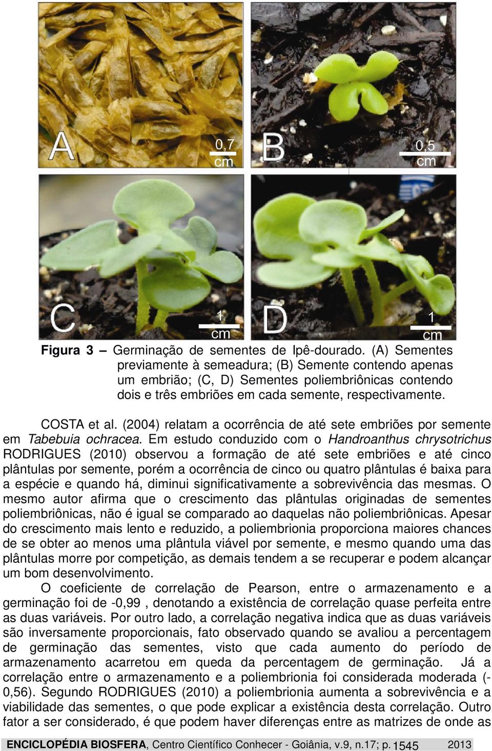 (2004) relatam a ocorrência de até sete embriões por semente em Tabebuia ochracea.