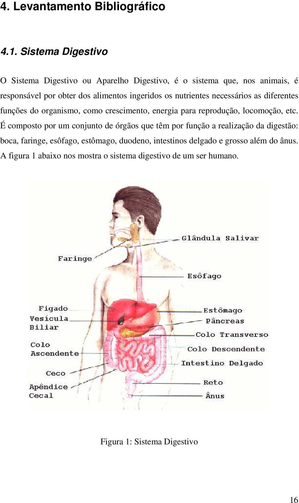 os nutrientes necessários as diferentes funções do organismo, como crescimento, energia para reprodução, locomoção, etc.