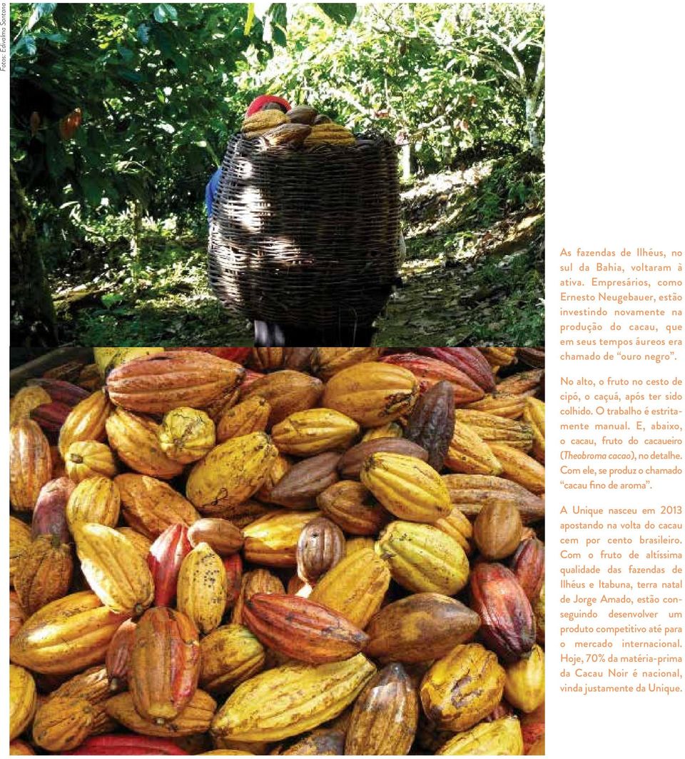 No alto, o fruto no cesto de cipó, o caçuá, após ter sido colhido. O trabalho é estritamente manual. E, abaixo, o cacau, fruto do cacaueiro (Theobroma cacao), no detalhe.
