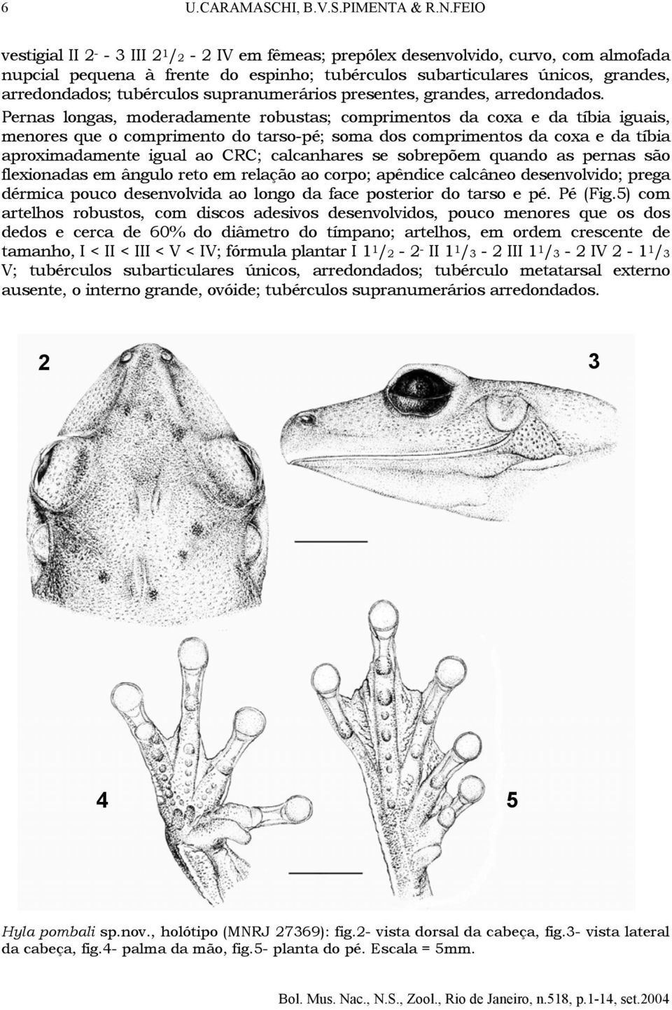 FEIO vestigial II 2 - - 3 III 2 1 /2-2 IV em fêmeas; prepólex desenvolvido, curvo, com almofada nupcial pequena à frente do espinho; tubérculos subarticulares únicos, grandes, arredondados;