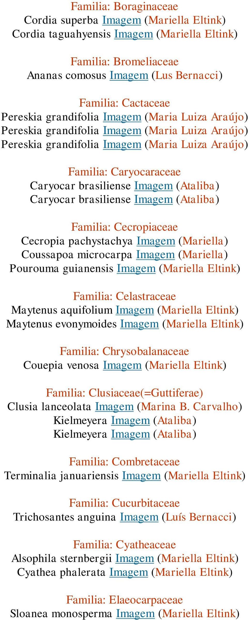 Caryocar brasiliense Imagem (Ataliba) Familia: Cecropiaceae Cecropia pachystachya Imagem (Mariella) Coussapoa microcarpa Imagem (Mariella) Pourouma guianensis Imagem (Mariella Eltink) Familia: