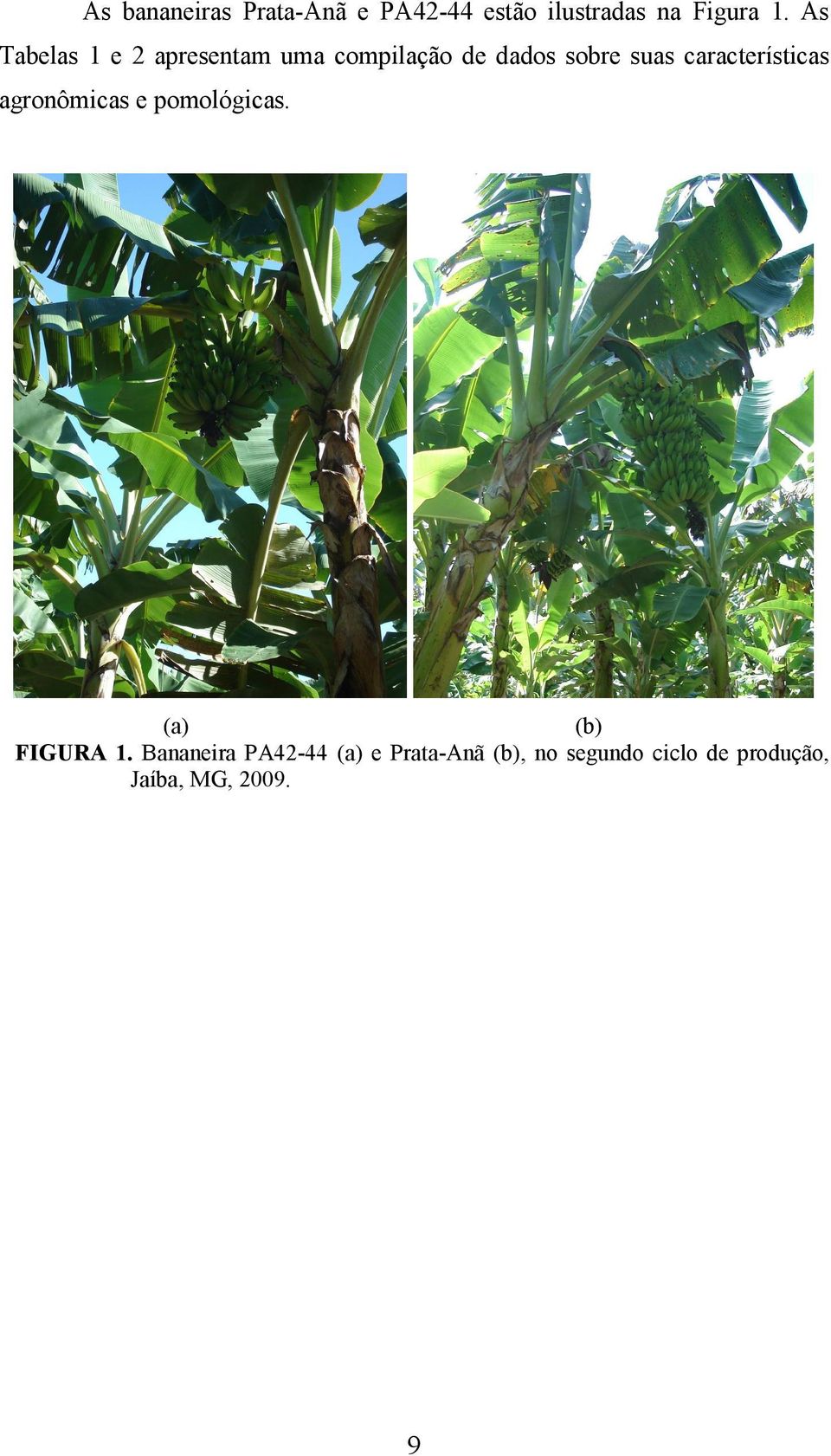 características agronômicas e pomológicas. (a) (b) FIGURA 1.