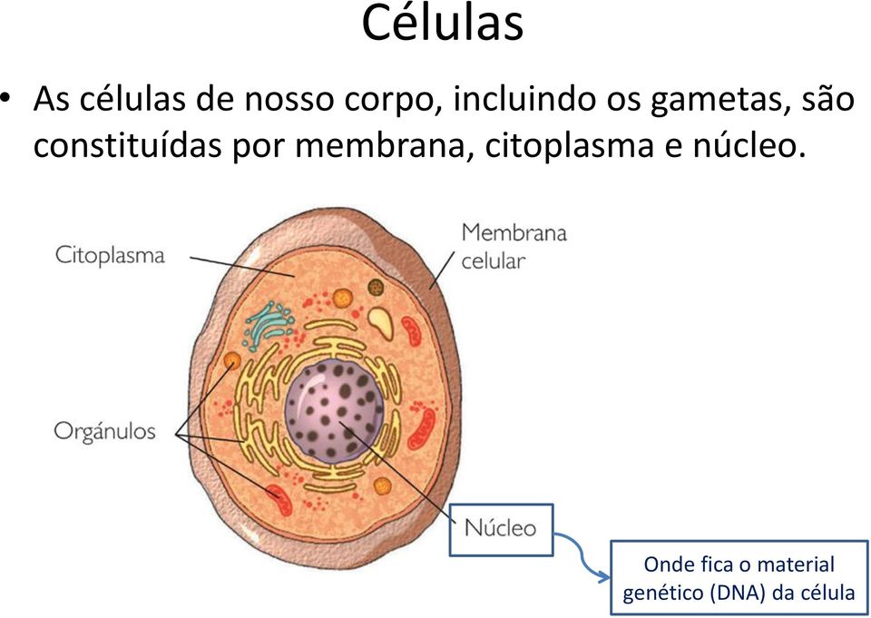 por membrana, citoplasma e núcleo.