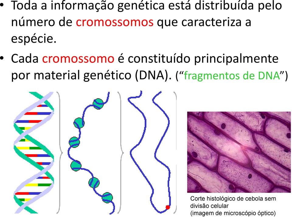 Cada cromossomo é constituído principalmente por material genético