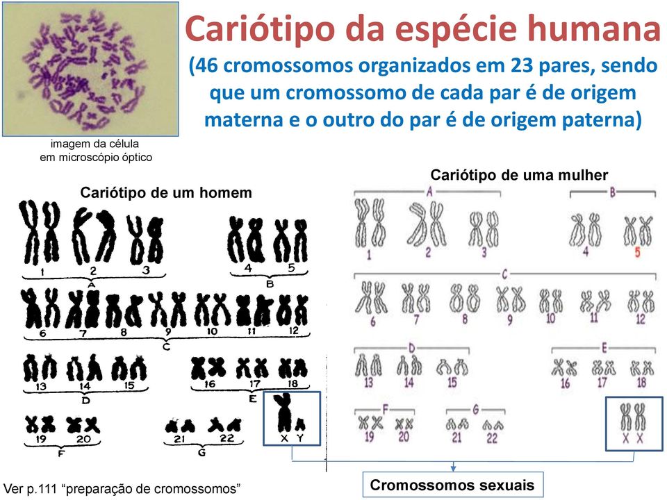 origem paterna) imagem da célula em microscópio óptico Cariótipo de um