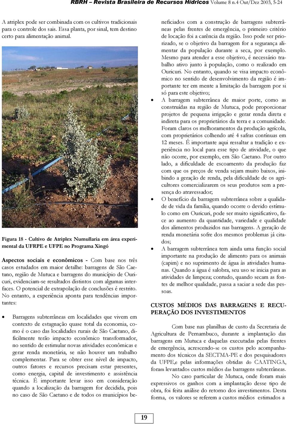Figura 18 - Cultivo de Atriplex Numullaria em área experimental da UFRPE e UFPE no Programa Xingó Aspectos sociais e econômicos - Com base nos três casos estudados em maior detalhe: barragens de São