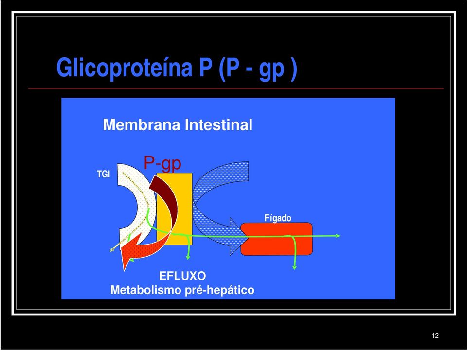 TGI P-gp Fígado EFLUXO