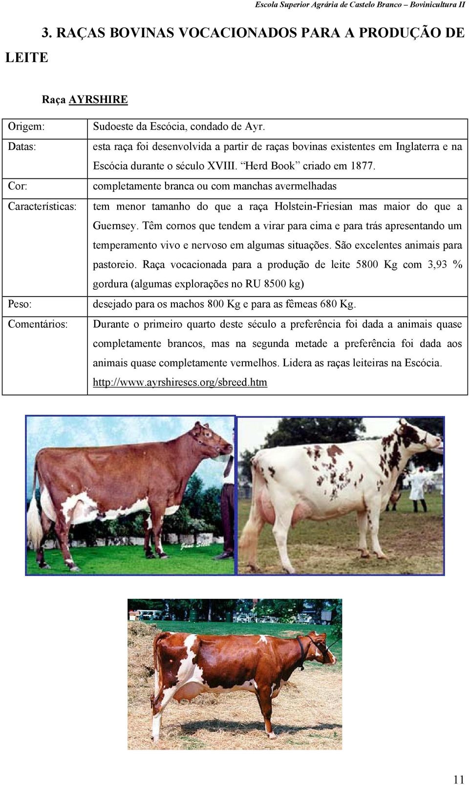 completamente branca ou com manchas avermelhadas tem menor tamanho do que a raça Holstein-Friesian mas maior do que a Guernsey.